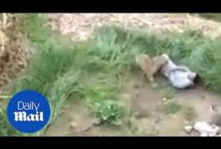 Леопард сбежал из зоопарка и напал на людей. Шокирующее видео