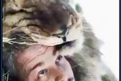 Огромный лев улегся на голову мужчине: сразу подошел второй хищник (видео)