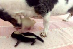 Собака "усыновила" трех маленьких скунсов (видео)