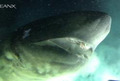 Ученые сняли на камеру гигантское морское чудовище (видео)