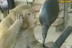 "Красивая или умная?" Обезьяна не может налюбоваться собой в зеркало (видео)