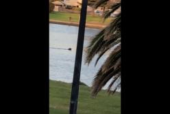 Сеть покорил совместный заплыв собаки и дельфина (видео)