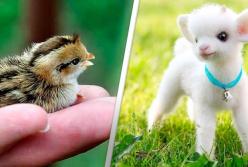 12 самых милых детей животных (видео)
