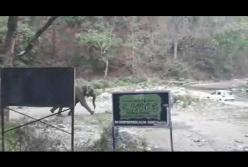 Слоны наказали туристов за "неправильную парковку" (видео)