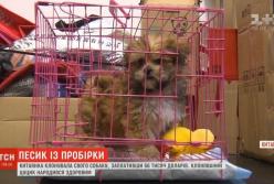 Китаянка клонировала своего пса за 56 тысяч долларов (видео)