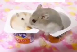 "Пошел вон!" Злой хомяк лапой нокаутировал друга, посягнувшего на сыр (видео)