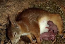 Роды на камеру: как рождаются маленькие белки (видео)