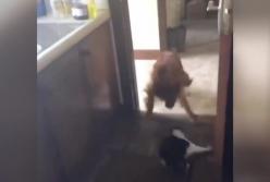 Ловко ускользнувшая от собаки кошка насмешила Сеть (видео)