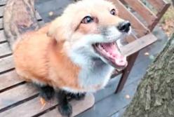 Жадная лиса устроила громкий скандал: сыр закончился (видео)