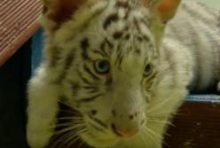 Собака выкормила диких зверей: тигрят, гиену и львенка (видео)