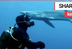 В сети показали подводный поцелуй аквалангиста и акулы (видео)