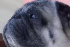 Счастливое возвращение Каспера: пропавшего мопса нашли через неделю (видео)