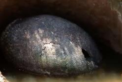 Это гигантское яйцо фермер нашел на участке: похоже на яйцо динозавра? (видео)