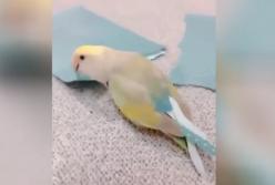 Попугай сделал себе хвост из оберточной бумаги (видео)