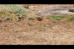 В Мелитополе крысы облюбовали двор многоэтажки (видео)