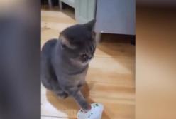 Кот устроил хозяевам шумную забастовку (видео)