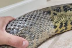 Парень помогает ядовитой анаконде сбросить старую шкуру (видео)