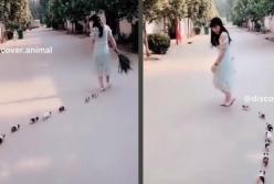 Белоснежка по-азиатски: Сеть умилило видео, как за девушкой следуют семь морских свинок (видео)