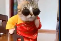 Кошка на подиуме устроила показ модной одежды (видео)