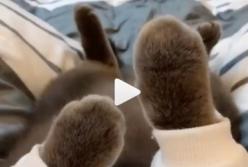 Сеть насмешил кот, который забавно дергает лапками в такт музыке (видео)