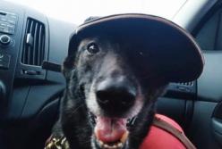 Пес нашел женщину, которая двое суток просидела в колоде (видео)