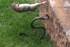 Трогательные случаи, когда животные спасали друг друга (видео)