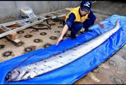Гигантские рыбы - предвестницы землетрясений и цунами появились возле Японии (видео)