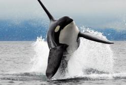 Реакция выпущенных из «китовой тюрьмы» касаток попала на камеру (видео)