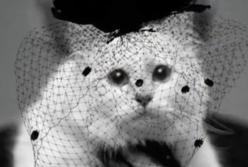 ​Кошка модельера Лагерфельда может получить 200 млн. долларов (видео)