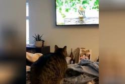 Охотник года: кот насмешил Сеть, набросившись на птичку в телевизоре (видео)
