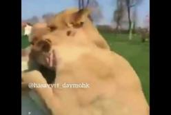 Трогательная встреча с львами, после 7 лет разлуки (видео)