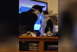 Ленивые разборки двух котов покорили Сеть (видео)