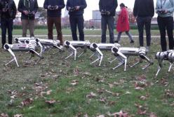 Роботов-собак выгуляли в парке (видео)