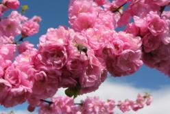 Дожди и грозы: какая погода будет в оставшиеся 3 дня праздников на Украине? (видео)