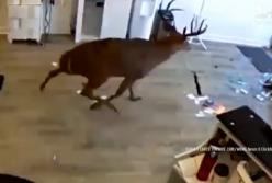 Дикий олень ворвался и разнес салон красоты: есть пострадавшая (видео)
