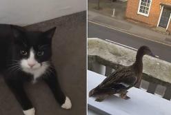 «Хозяйственный» кот притащил соседскую утку своим владельцам (видио)