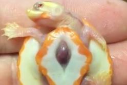 Самая уязвимая черепаха в мире: она родилась с открытым сердцем и стала знаменитостью (видео)