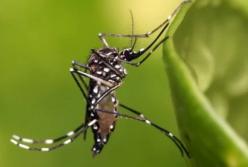 Какой музыки боятся комары (видео)