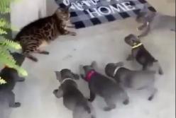 Реакция кота, когда его атаковали 7 серых щенков (видео)