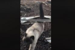 Кошка ждала своих хозяев возле пожарища целый месяц (видео)