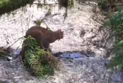 Молодая рысь на рыбалке поймала огромную рыбу: зрелищные кадры (видео)