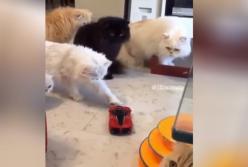 Игрушечная машинка напугала сразу шесть котов (видео)