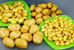 Самый вкусный рецепт из молодой картошки (видео)