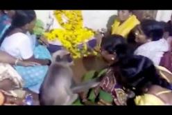 Обезьяна регулярно приходит на похороны и утешает скорбящих (видео)