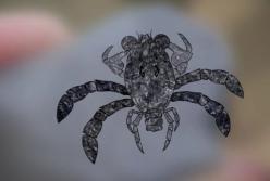 Крабы с огромными глазами: археологи обнаружили удивительную находку (видео)