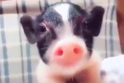 "Вот это аппетит!" Очень голодный поросенок громко чавкает (видео)