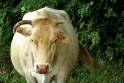 Корова-футболист рассмешила Сеть (видео)