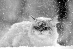 Погода на Рождество: Украину накроет сильный снегопад (видео)