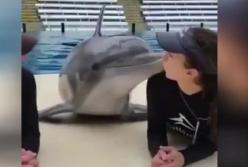 Любвеобильный дельфин потребовал поцелуев и вызвал восторг в Сети (видео)