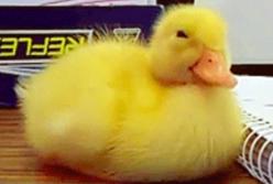 Сонный утенок рассмешил сеть (видео)